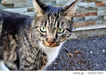 Tabby Cat with Green Eyes Near Colorful Stone Wall. Tabby Cat with Green Eyes Near Colorful Stone Wall. 141937563