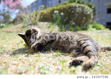 芝生の上のキジトラ猫 芝生の上のキジトラ猫 141937596