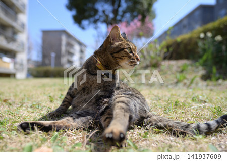 芝生の上のキジトラ猫 芝生の上のキジトラ猫 141937609