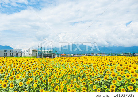 青空と山並みを背景に咲き誇る満開のひまわり畑 青空と山並みを背景に咲き誇る満開のひまわり畑 141937938