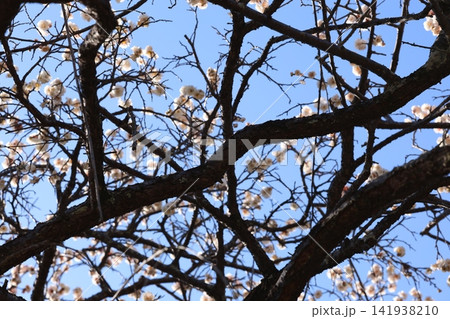 春を告げる梅の花 春を告げる梅の花 141938210