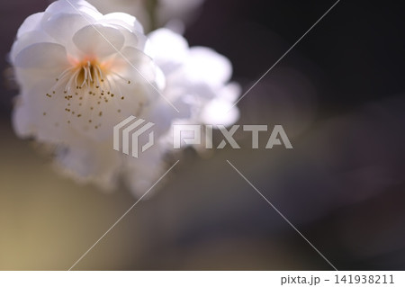 春を告げる梅の花 春を告げる梅の花 141938211