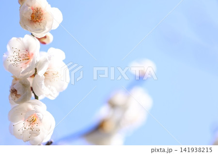春を告げる梅の花 141938215