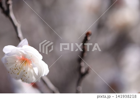 春を告げる梅の花 春を告げる梅の花 141938218