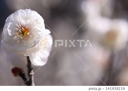 春を告げる梅の花 春を告げる梅の花 141938219
