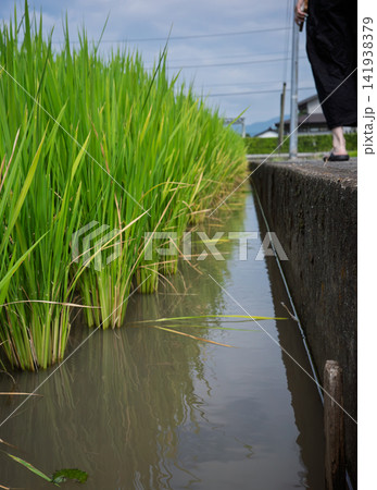 田んぼの水をすくう人 田んぼの水をすくう人 141938379