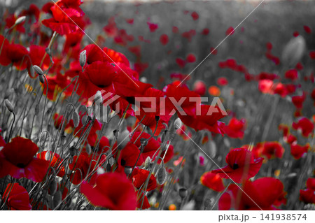 Red poppies blooming in field with selective color Red poppies blooming in field with selective color 141938574