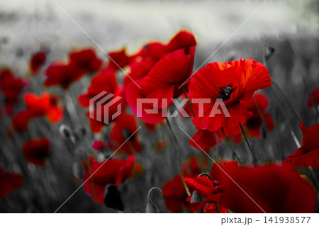 Red poppy field with selective color effect 141938577