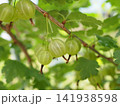 グーズベリーの緑の実 141938598