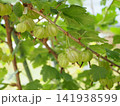 グーズベリーの緑の実 141938599