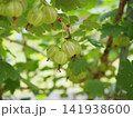 グーズベリーの緑の実 141938600