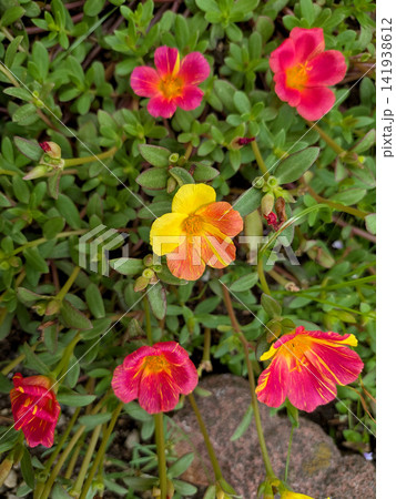 色とりどりに咲くポーチュラカの花々 141938612