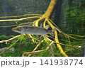 Shchuka, or common pike, lat. Esox lucius swims in a pond. Predatory fish hunting in a reservoir.  141938774