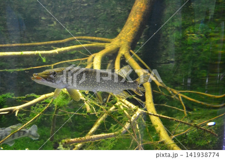 Shchuka, or common pike, lat. Esox lucius swims in a pond. Predatory fish hunting in a reservoir.  141938774