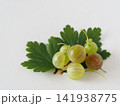 採れたてのグーズベリーの実 141938775