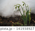 雪解けのスノードロップの花 141938927