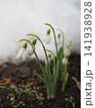 雪解けのスノードロップの花 141938928
