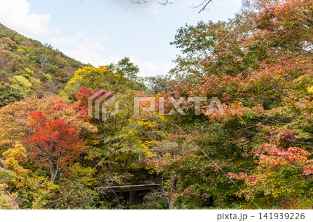 赤や黄色に色づく木々と秋の山肌の風景 赤や黄色に色づく木々と秋の山肌の風景 141939226