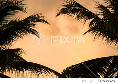 Palm Leaves Silhouette Against Orange Sunset Sky Tropical Summer Vacation Background Concept Palm Leaves Silhouette Against Orange Sunset Sky Tropical Summer Vacation Background Concept 141939325