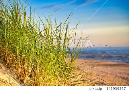 Sunlit Dune Grass on a Sandy Beach With a Calm Ocean and Warm Sunset Sky 141939337