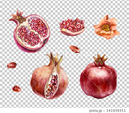 Pomegranate set. Ripe red fruits, whole and cut, pink flower and seeds. Hand drawn watercolor illustration in a botanical style, isolated. Suitable for greeting cards, juice labels and cosmetics. Pomegranate set. Ripe red fruits, whole and cut, pink flower and seeds. Hand drawn watercolor illustration in a botanical style, isolated. Suitable for greeting cards, juice labels and cosmetics. 141939351