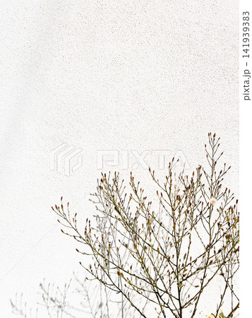 A delicate green plant with thin branching stems grows against a pale textured wall, creating a simple natural composition with plenty of copy space A delicate green plant with thin branching stems grows against a pale textured wall, creating a simple natural composition with plenty of copy space 141939383
