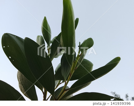 Green Leaves of Acacia Tree on Blue Sky Background Green Leaves of Acacia Tree on Blue Sky Background 141939396