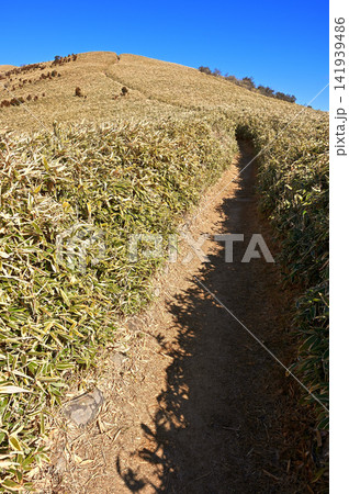 伊豆半島の伊豆山稜線歩道 草原を歩く達磨山の登山道 伊豆半島の伊豆山稜線歩道 草原を歩く達磨山の登山道 141939486