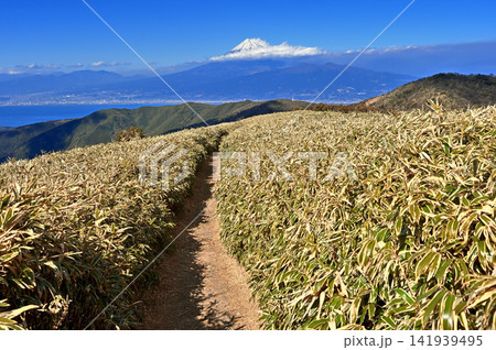 伊豆半島の伊豆山稜線歩道　達磨山の笹原の登山道から望む富士山 141939495
