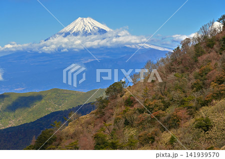 伊豆半島の伊豆山稜線歩道　達磨山の山肌の向こうに聳える富士山 141939570