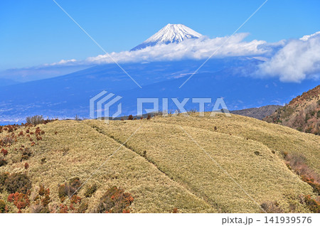 伊豆半島の伊豆山稜線歩道 古稀山山頂から望む雪化粧した富士山 伊豆半島の伊豆山稜線歩道 古稀山山頂から望む雪化粧した富士山 141939576