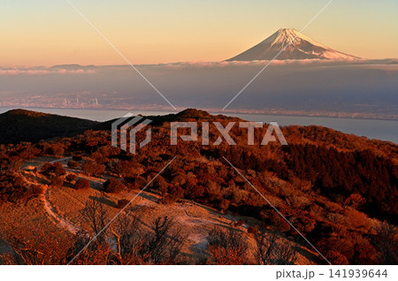 伊豆半島　伊豆山稜線歩道の金冠山　朝焼けに染まる山稜と富士山 141939644