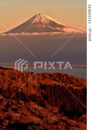 伊豆半島 伊豆山稜線歩道の金冠山 朝焼けに染まる山稜と富士山 伊豆半島 伊豆山稜線歩道の金冠山 朝焼けに染まる山稜と富士山 141939645
