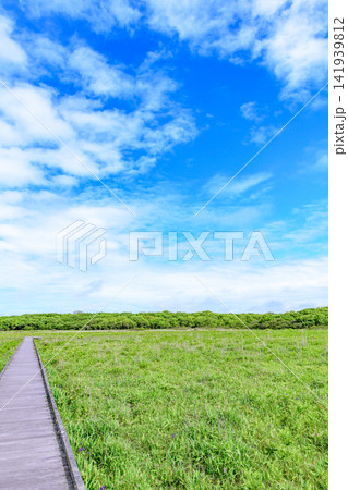 根室半島 北方原生花園を歩く 根室半島 北方原生花園を歩く 141939812