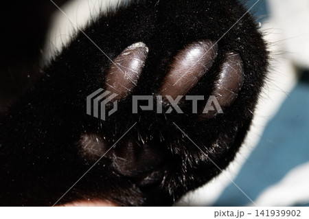 Cute black kitten cat toebeans paws paw pads 141939902