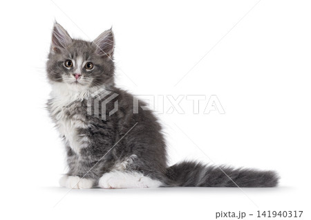 Fluffy grey cat kitten on white Fluffy grey cat kitten on white 141940317
