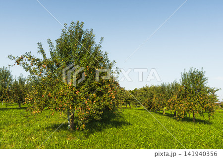 Apple trees with ripe apples in a meadow orchard, Switzerland Apple trees with ripe apples in a meadow orchard, Switzerland 141940356