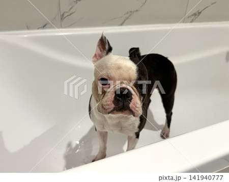 Chocolate and white Boston Terrier in snow-white bathroom after walk, pet hygiene and post-walk care concept, clean minimalist interior Chocolate and white Boston Terrier in snow-white bathroom after walk, pet hygiene and post-walk care concept, clean minimalist interior 141940777