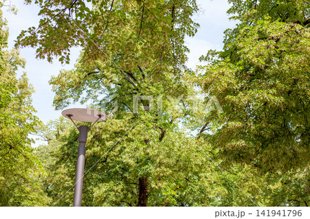 Modern Street Lamp Post Surrounded by Green Linden Trees against Clear Sky in Public City Park Modern Street Lamp Post Surrounded by Green Linden Trees against Clear Sky in Public City Park 141941796