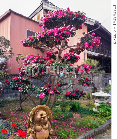 ピンクの花が咲く日本の庭とたぬきの置物 141941813