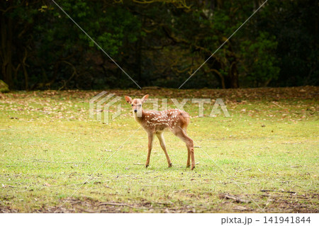 奈良公園の鹿 奈良公園の鹿 141941844