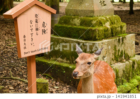 奈良公園の鹿 141941851