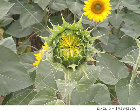ひまわりの蕾 ひまわりの蕾 141942250