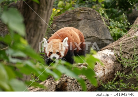 Red panda in bodyside profile climbing on tree trunk with frontal focus in zoo environment. Red panda in bodyside profile climbing on tree trunk with frontal focus in zoo environment. 141942440