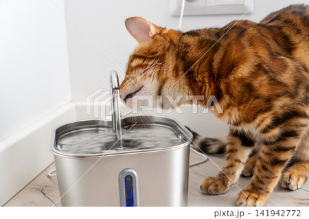 Bengal cat drinking water from stainless steel fountain dispenser Bengal cat drinking water from stainless steel fountain dispenser 141942772