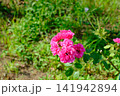 赤いミニバラの花 141942894