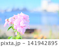 青空に映えるピンクのバラ 141942895