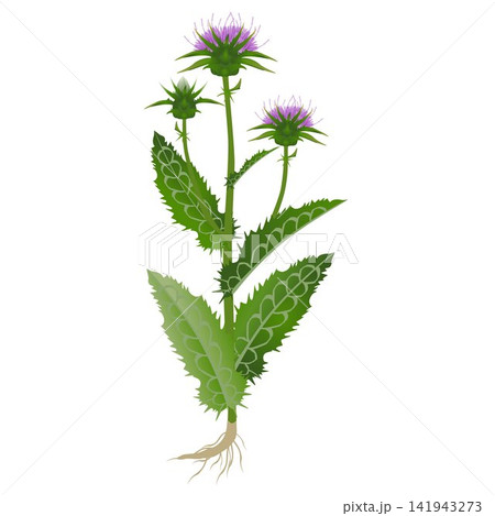 Milk thistle plant with flowers and roots on a white background. Milk thistle plant with flowers and roots on a white background. 141943273