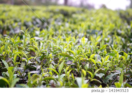 Vibrant green tea leaves and young buds growing across a wide plantation field 141943523