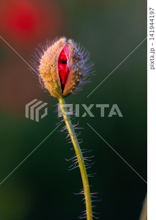 An unopened poppy bud, with crimson petals creeping out. An unopened poppy bud, with crimson petals creeping out. 141944197
